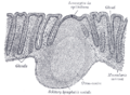 Muscularis mucosae