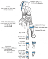 Thumbnail for version as of 17:28, 18 May 2026