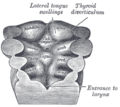 Gray's Anatomy illustration