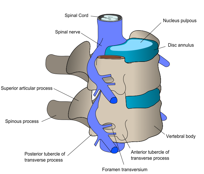 File:ACDF oblique annotated english.svg