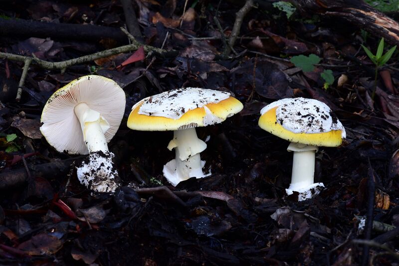 File:Amanita capyotroderma group Oakland.JPG