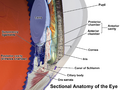 Cross-sectional anatomy of the eye