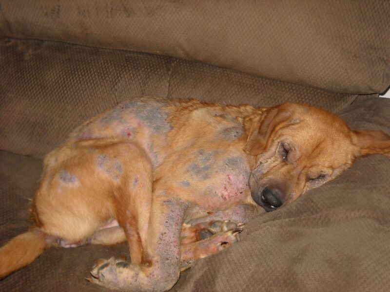 File:Demodectic mange 2.jpg