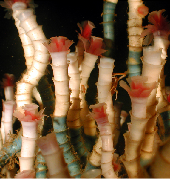 File:Lamellibrachia luymesi1.png