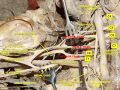 Plexus brachialis