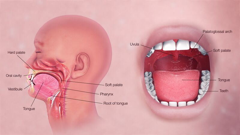 File:3D Medical Animation Oral Cavity.jpg