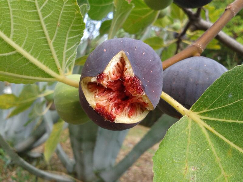 File:Ficus plant.jpg