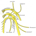 Superior ganglion of glossopharyngeal nerve