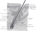 Gray's Anatomy Plate 944