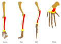 Homology vertebrates