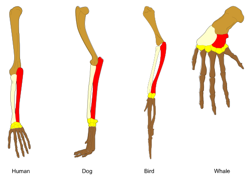 File:Homology vertebrates-en.svg
