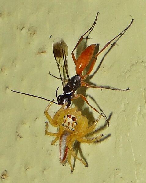 File:IndianSpiderWasp.JPG