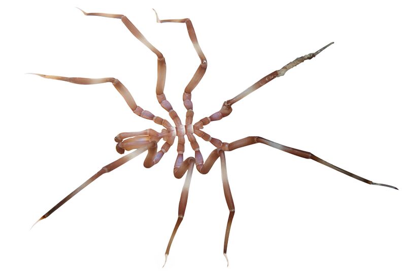 File:Nymphon signatum 194389384 (white background).jpg