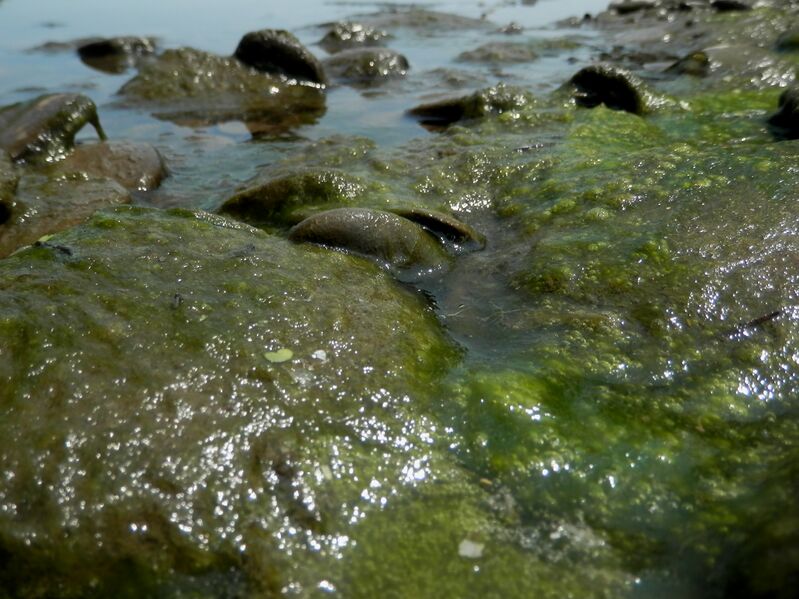 File:Algae on Rocks - Mississauga.jpg