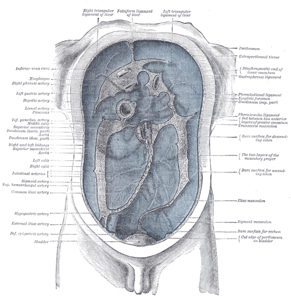 File:Gray1040.png