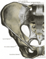 Urogenital triangle