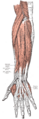 The muscles of the thumb.