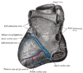 Gray's anatomy illustration of coronary circulation