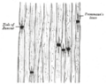 Node of Ranvier