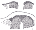 Thumbnail for version as of 17:28, 18 May 2026