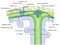 Diagram of the brain showing arachnoid granulations