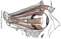Thumbnail for version as of 17:28, 18 May 2026