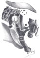 Gray's Anatomy Illustration of Middle Ear