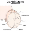 Sutures from top view