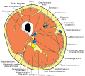 Fascial compartments of thigh