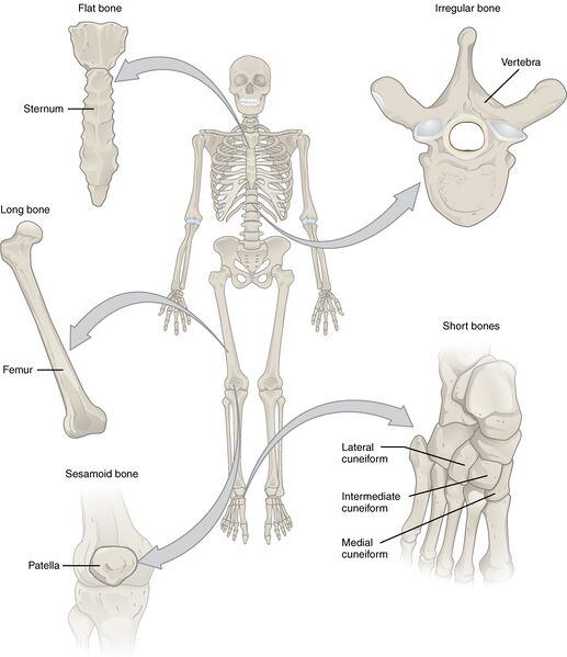 File:601 Bone Classification.jpg