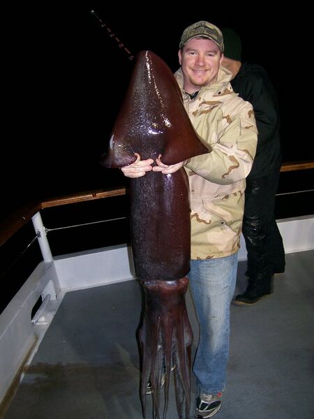 File:Giant Homboldt squid.jpg