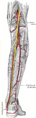 Muscles of the leg