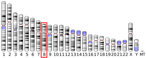 File:Ideogram human chromosome 8.svg