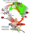 Auto and heterotrophs