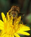 Eristalinus fly with proboscis