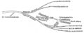 Anatomical illustration from Gray's Anatomy showing the ciliary ganglion.