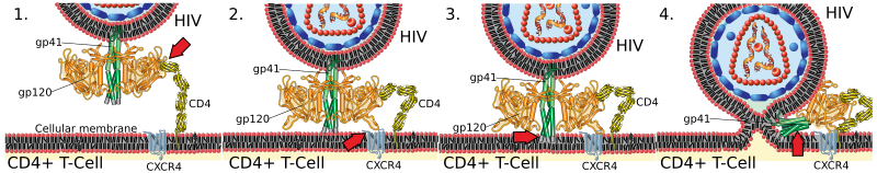 File:HIV Membrane fusion panel.svg