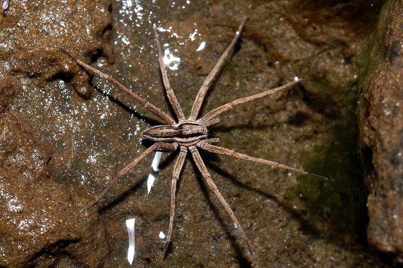 File:Male Nursery Web Spider.jpg