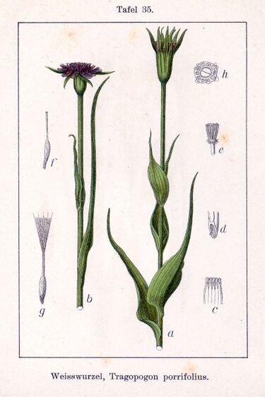 File:Tragopogon porrifolius Sturm35.jpg