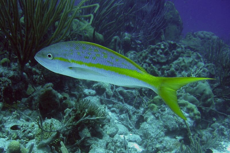File:2006-10-06 18 - Yellowtail Snapper.JPG