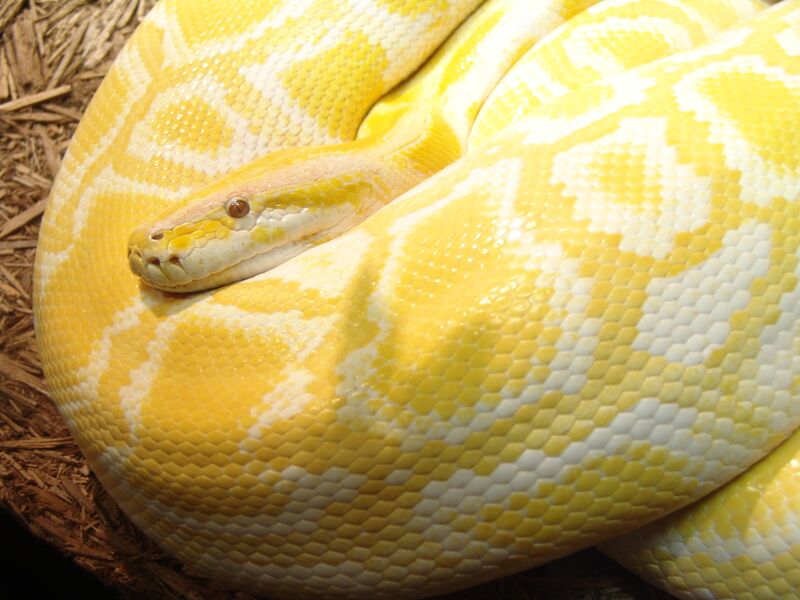 File:Burmese Python 02.jpg