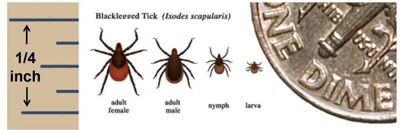 File:Deer tick Ixodes scapularis.jpg