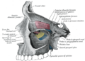 Lacrimal sac