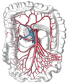 Ileocolic artery