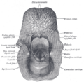 Laryngeal ventricle