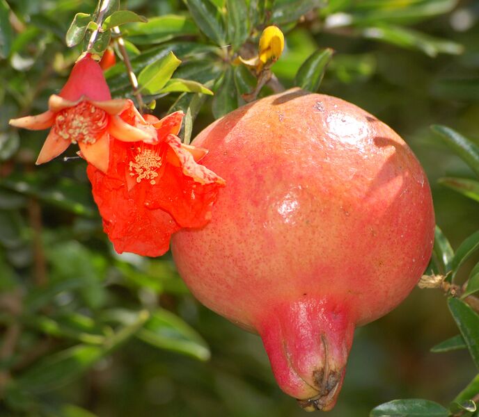 File:Pomegranate flower and fruit.jpg