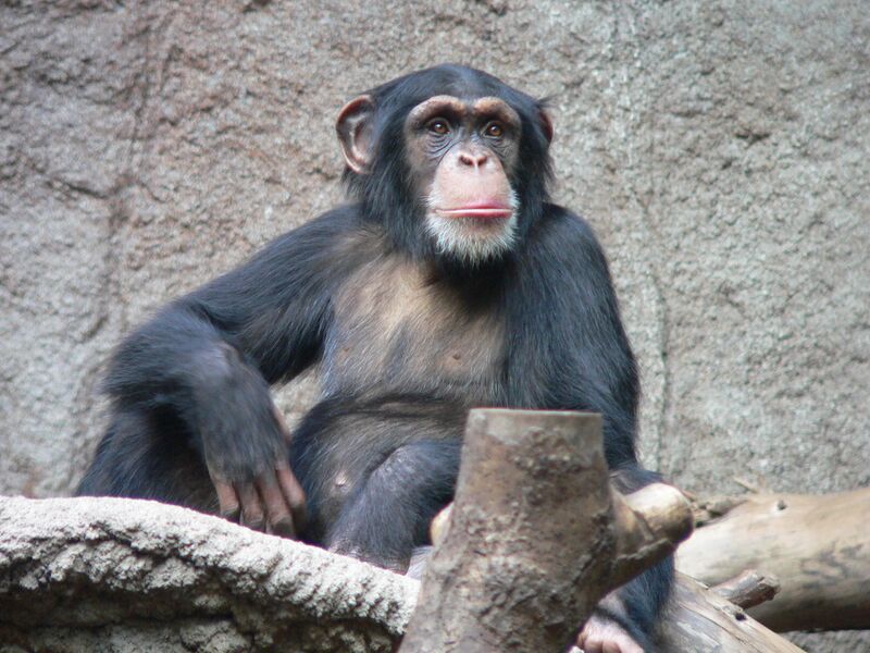 File:Schimpanse Zoo Leipzig.jpg
