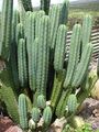 A photo of Echinopsis pachanoi, also known as San Pedro cactus.