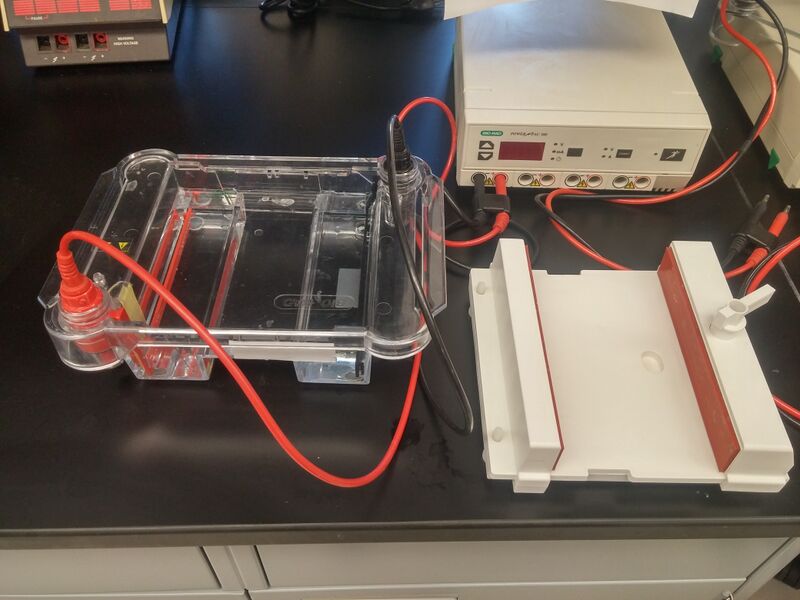 File:2D-Gel Electrophoresis Apparatus.jpg