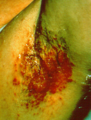 Thumbnail for version as of 03:36, 5 June 2026